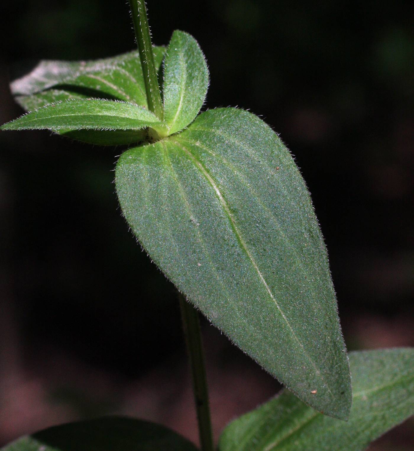 Houstonia purpurea var. purpurea image