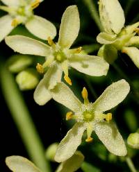 Ptelea trifoliata image