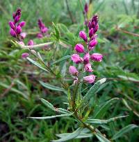 Polygala polygama image