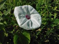 Image of Ipomoea pandurata