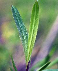 Salix interior image