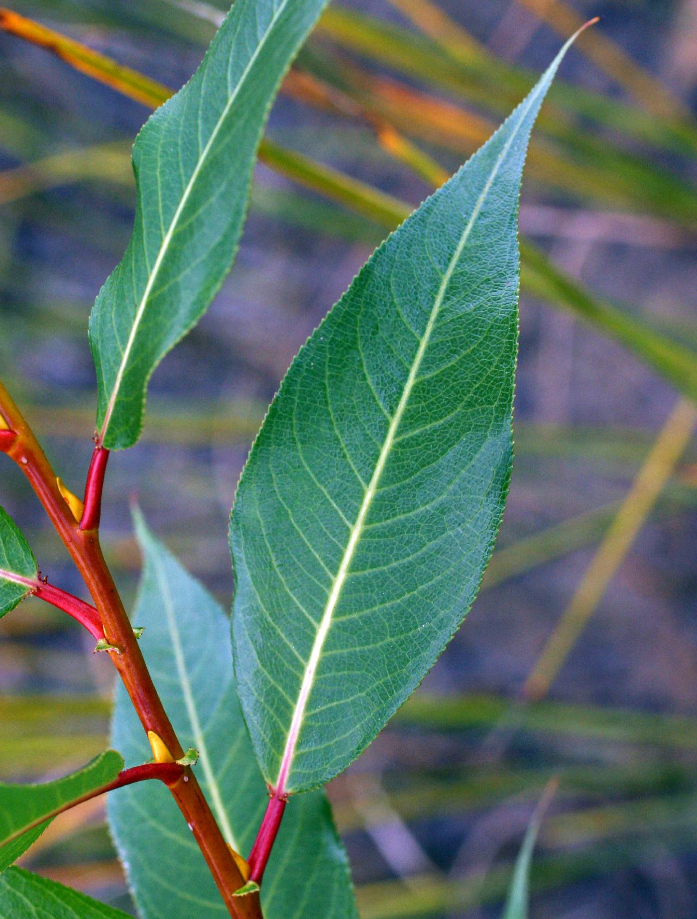 Salix lucida image