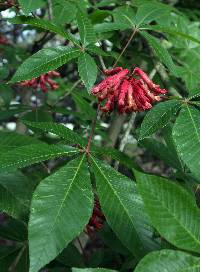 Image of Aesculus pavia