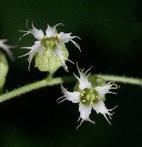 Tellima grandiflora image