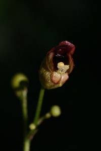 Image of Scrophularia marilandica