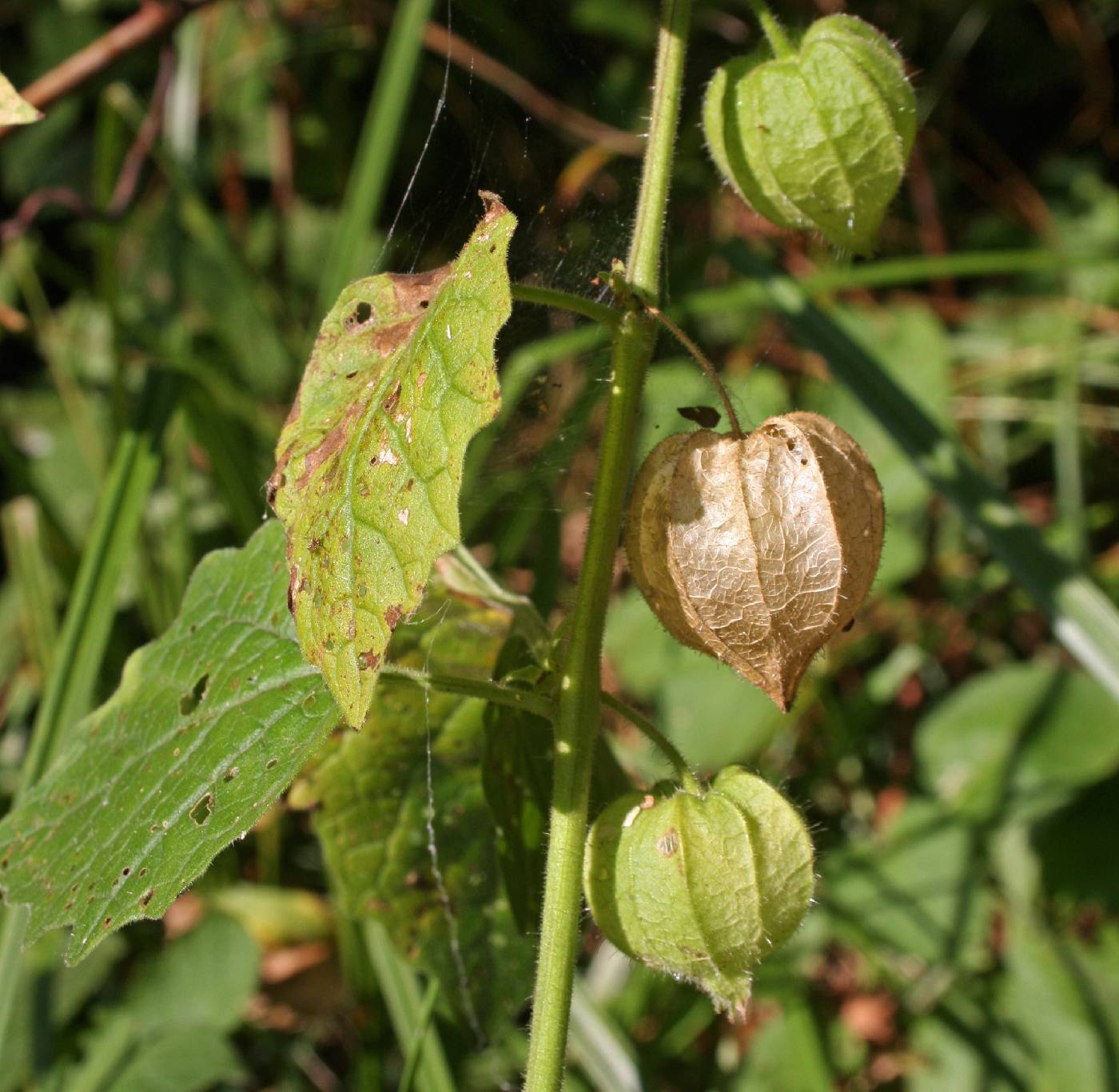 Physalis heterophylla image