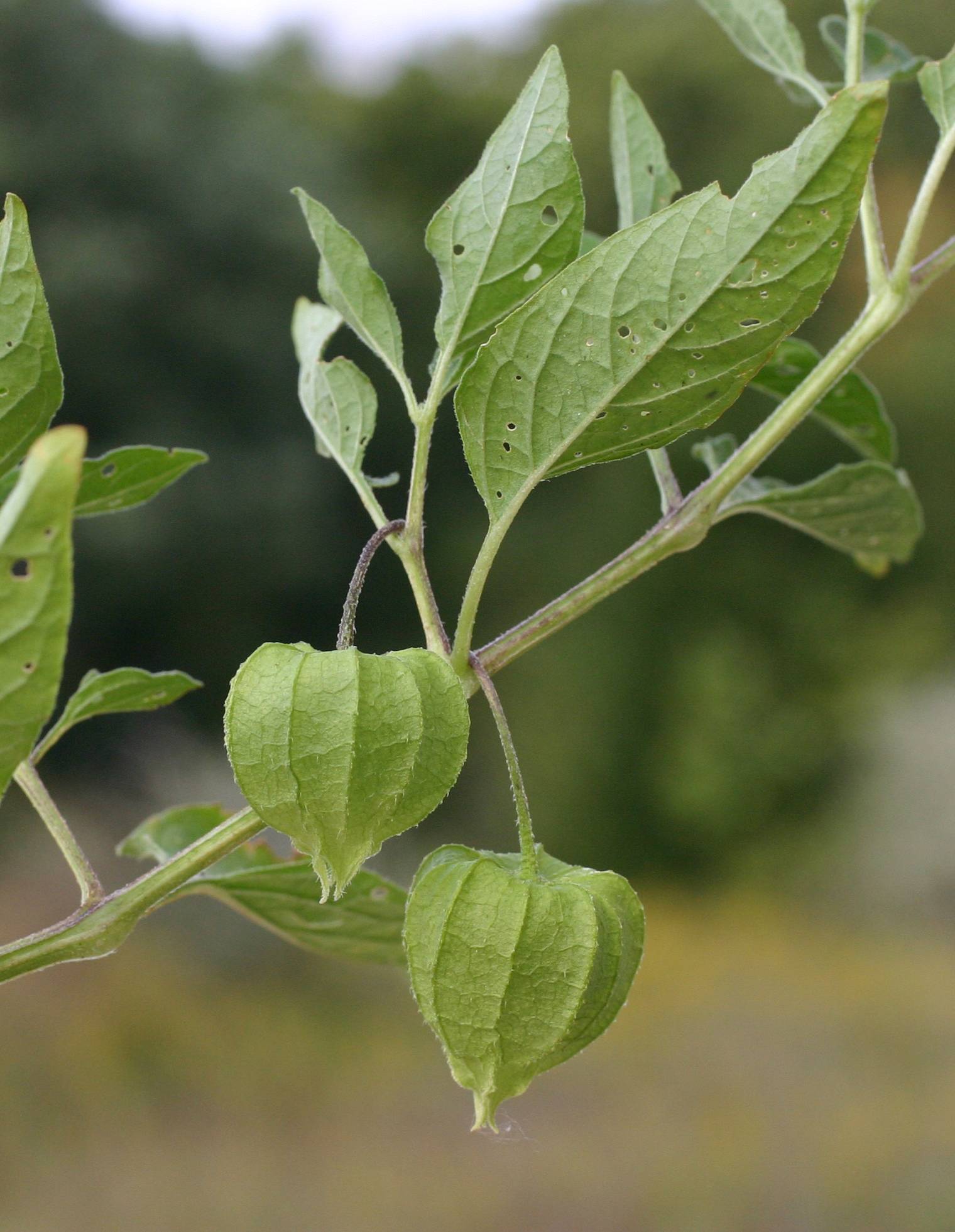 Physalis longifolia var. subglabrata image