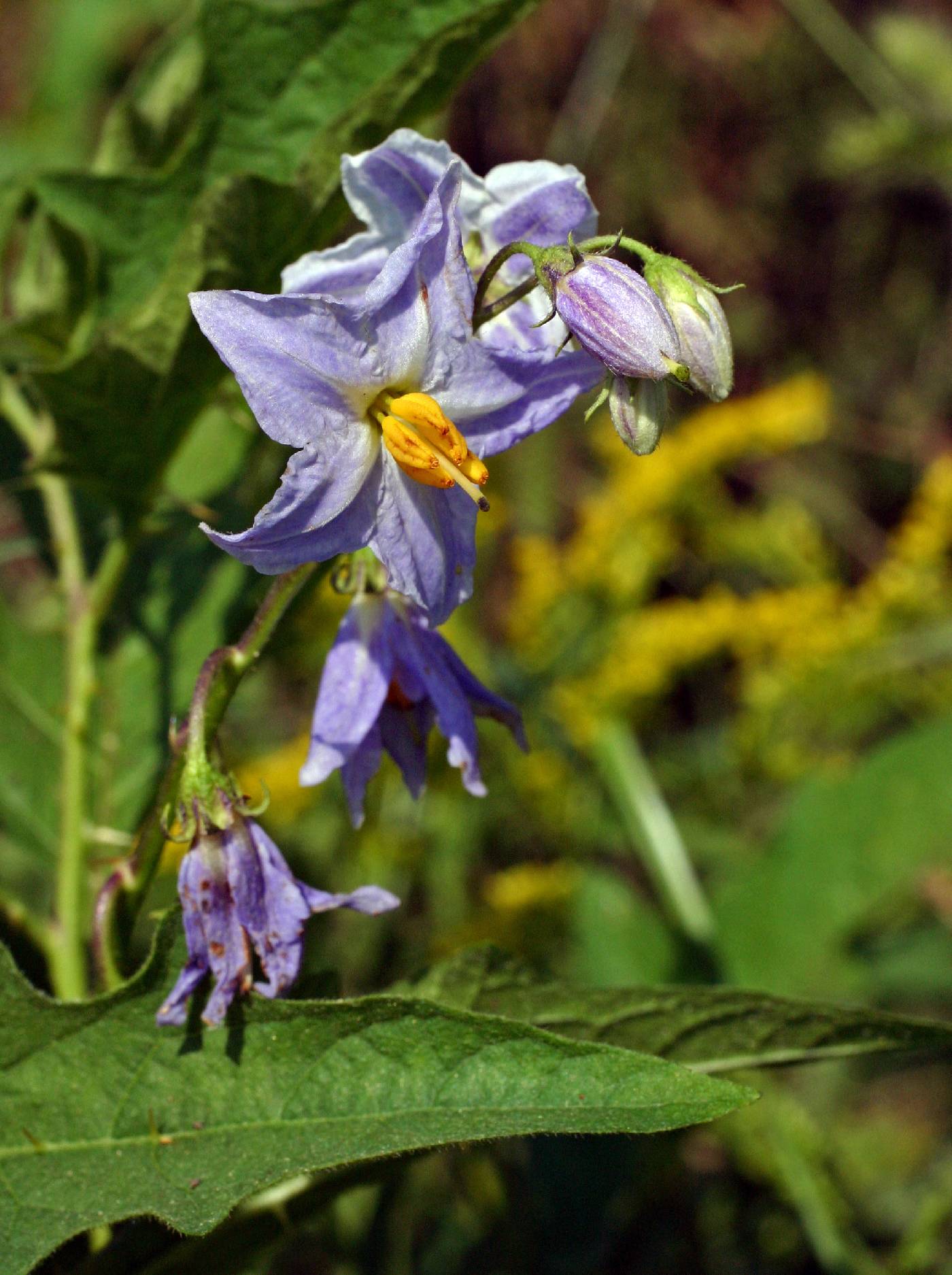 Solanum carolinense image