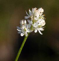 Image of Tofieldia glutinosa