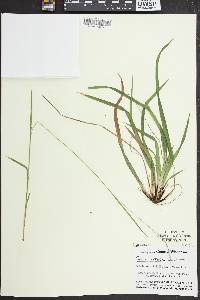 Carex arctata image