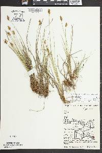 Carex crawfordii image