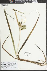 Carex comosa image