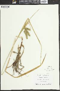 Carex comosa image