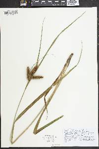 Carex comosa image