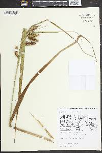 Carex comosa image