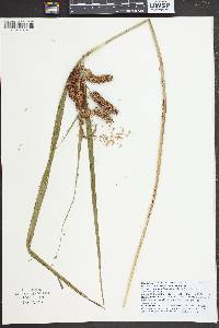 Carex comosa image