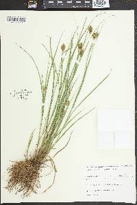 Carex crawfordii image