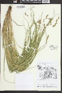 Carex crawfordii image