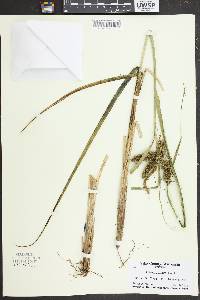 Carex comosa image