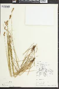 Carex crawfordii image