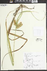 Carex comosa image