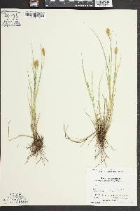 Carex crawfordii image