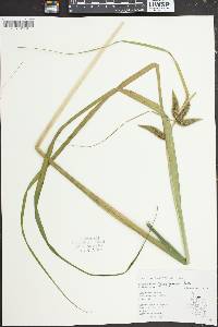 Carex comosa image