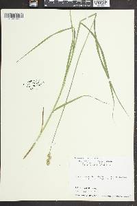 Carex cristatella image