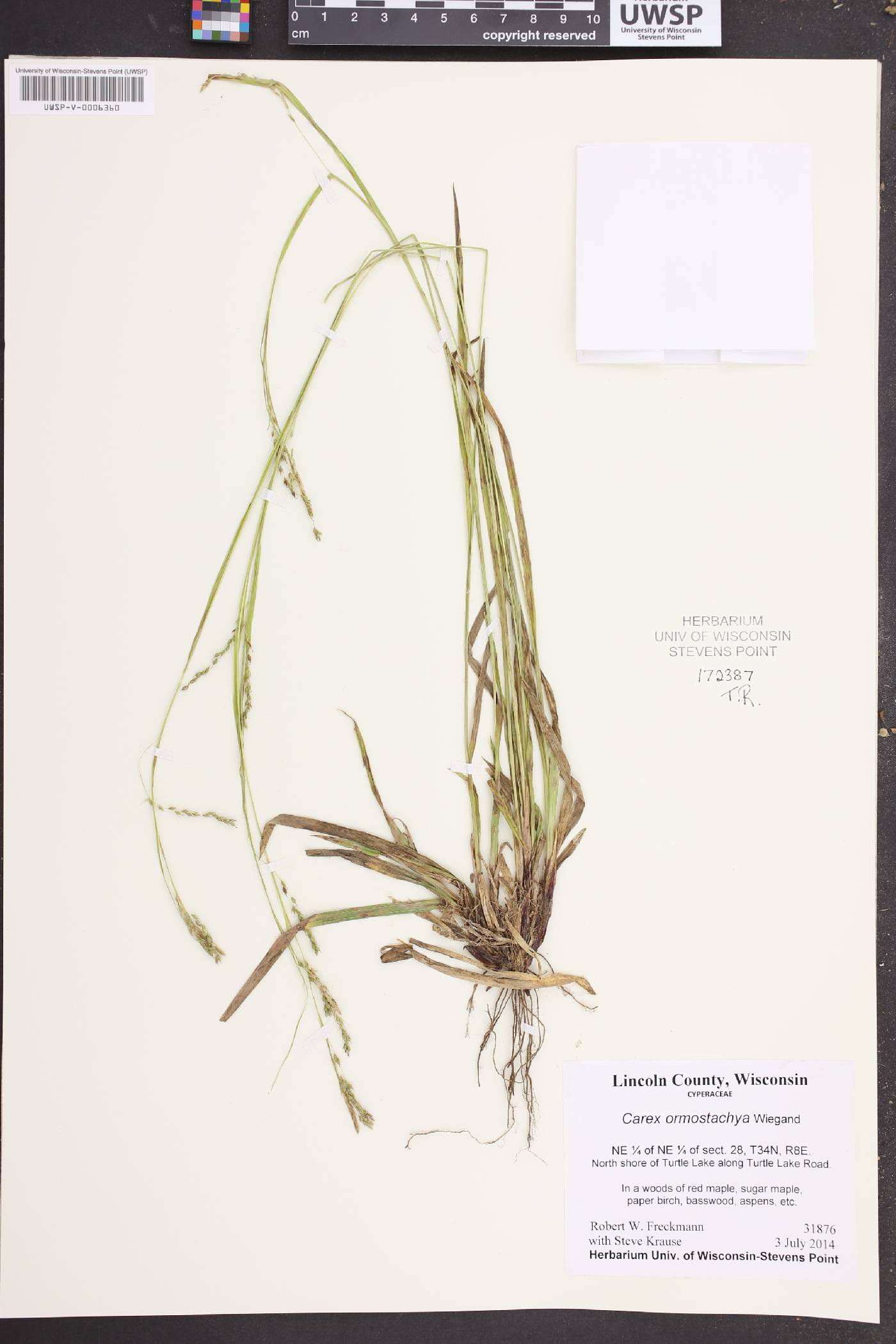 Carex ormostachya image