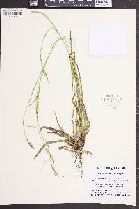 Carex ormostachya image