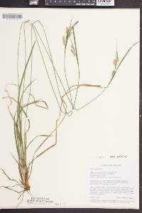 Carex pallescens image