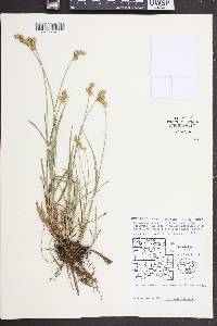 Carex merritt-fernaldii image