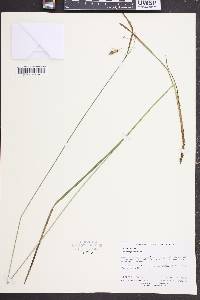 Carex magellanica image