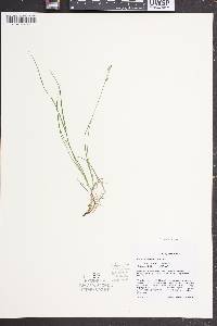 Carex novae-angliae image