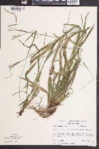 Carex oligosperma image