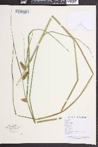 Carex rostrata image