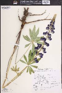 Lupinus polyphyllus image