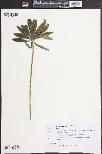 Lupinus polyphyllus image