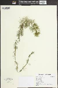 Myriophyllum verticillatum image