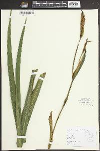 Iris pseudacorus image