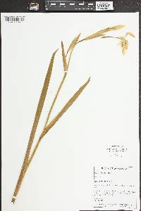 Iris pseudacorus image