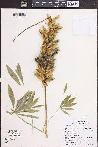 Lupinus polyphyllus image