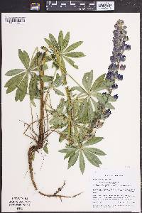 Lupinus polyphyllus image