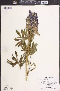 Lupinus polyphyllus image