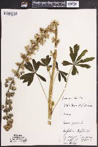 Lupinus polyphyllus image