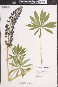 Lupinus polyphyllus image