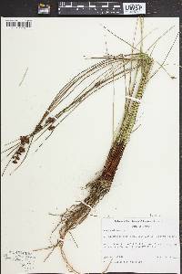 Juncus gerardii image