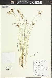 Juncus compressus image