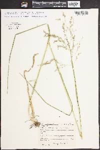 Glyceria canadensis image