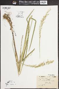 Glyceria canadensis image